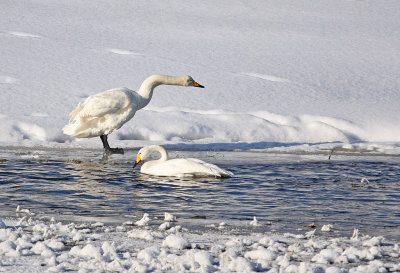 Whooper Swan - Sångsvanar, Nyfors