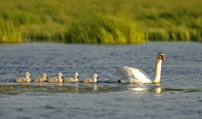 Mute Swan - Knölsvan, Oset, Örebro, Närke
