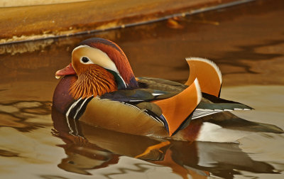 Mandarin Duck - Mandarinand