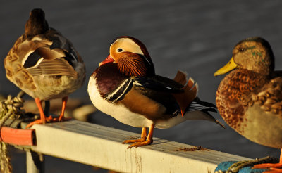 Mandarin Duck - Mandarinand