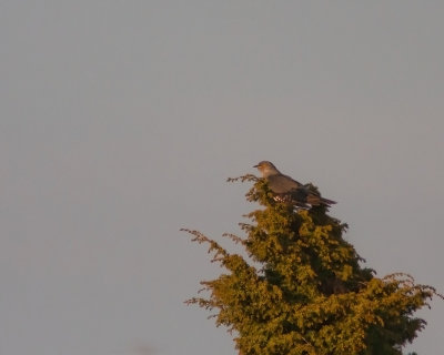 Cuckoo  - Gök
