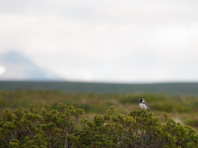 Lapland Bunting - Lappsparv