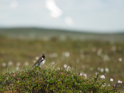 Lapland Bunting - Lappsparv