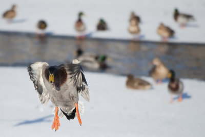 Mallard - Gräsand