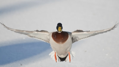 Mallard - Gräsand