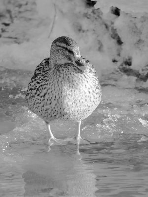 Mallard - Gräsand