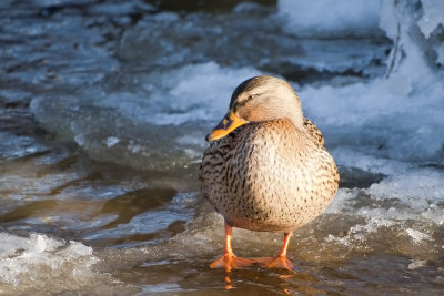 Mallard - Gräsand