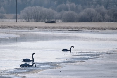 Whooper Swan - Sångsvanar