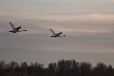 Whooper Swan - Sångsvanar