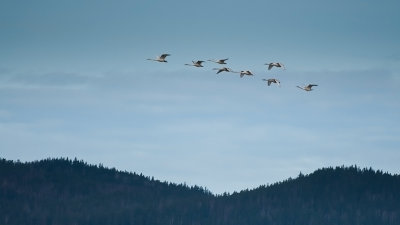Whooper Swan - Sångsvanar