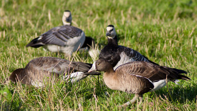Greater White-Fronted Goose - Bläsgås