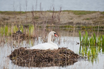 Mute swan - Knölsvan