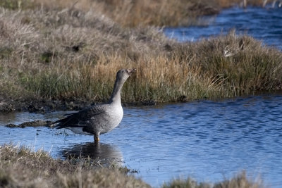Young Greater White-Fronted Goose - Ung Bläsgås