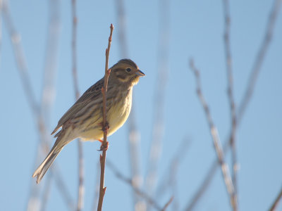 Yellowhammer - Gulsparv