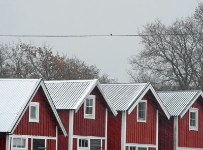 Singing blackbird in the snow - Sjungande koltrast i snöyran