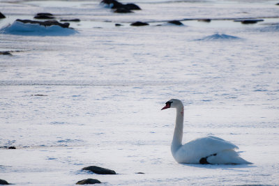 Mute swan - Knölsvan