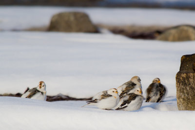 Snow Buntings - Snösparvar