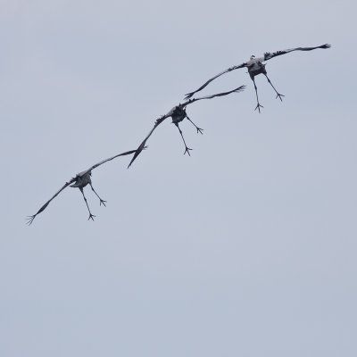 Flying cranes - Flygande tranor