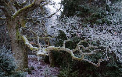 Oak - Ek