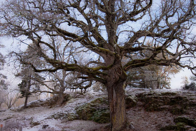 Oak - Ek