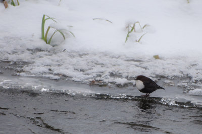 White-throated dipper - Strömstare