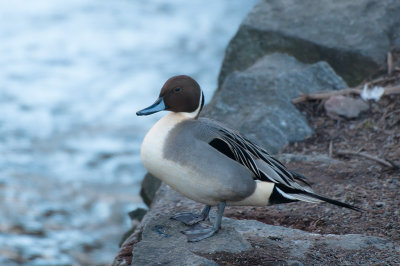 Pintail - Stjärtand