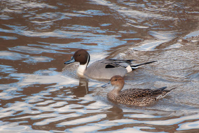 Pintail - Stjärtand