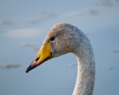Whooper Swan -  Sångsvan,