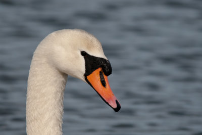 Mute Swan - Knölsvan