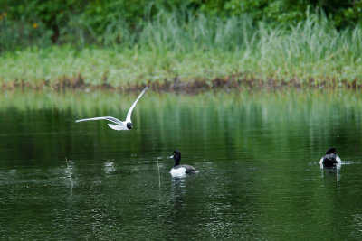 Little Gull and Tufted Duck - Dvärgmås och Vigg