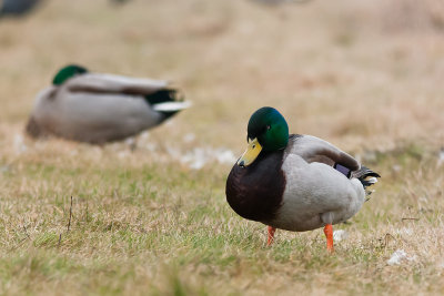 Mallard - Gräsand, Ekeby våtmark, Eskilstuna, Södermanland