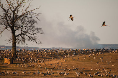 Common crane - trana