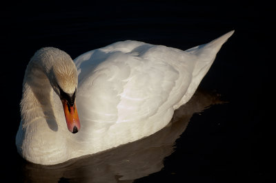 Mute Swan - Knölsvan, Hornborgasjön, Västergötland