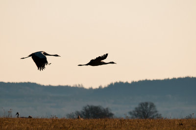 Rails - Cranes, Rallfåglar - Tranor