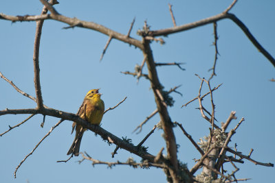 Yellowhammer - gulsparv, Södra Öland