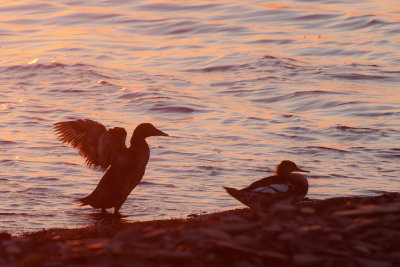 Eider and Red-Breasted Merganser - ejder och småskrak, Södra udden, Öland