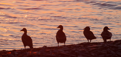 Eiders in the sunset - ejdrar i solnedgången, Södra udden, Öland