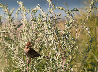 Common reed bunting - sävsparv, Södra Öland