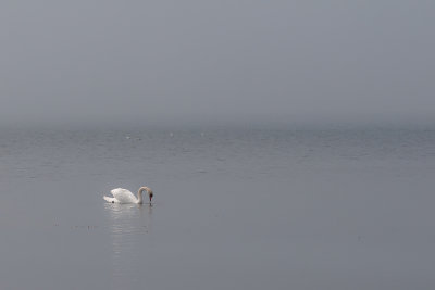Mute Swan - knölsvan, Södra udden, Öland