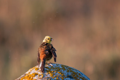 Yellowhammer - gulsparv, Södra Öland