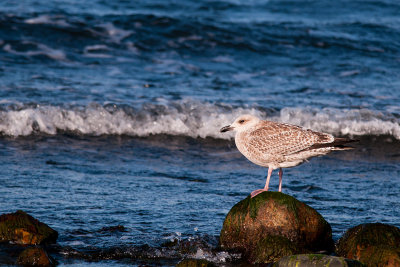 Herring Gull - gråtrut, Stora Rör, Öland