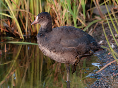 Coot - sothöna, Oset, Örebro, Närke