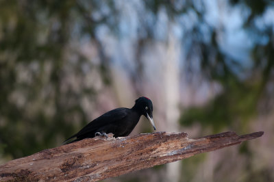 Woodpecker - Hackspettar