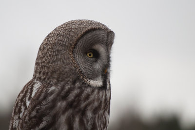 Owls - Ugglor