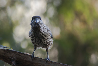 Spotted Nutcracker - Nötkråka