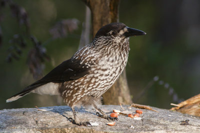 Spotted Nutcracker - Nötkråka