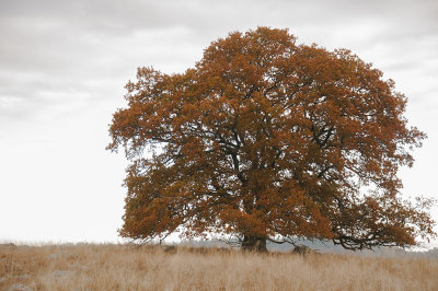 Oak - Ek