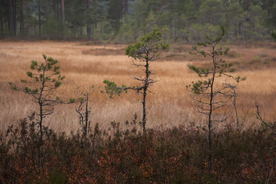 The nature reserve Getapulien - Naturreservatet Getapulien