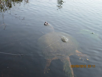 Big Snapping Turtle, Abbee didn't like him.