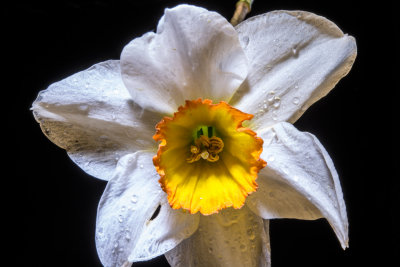 Daffodil